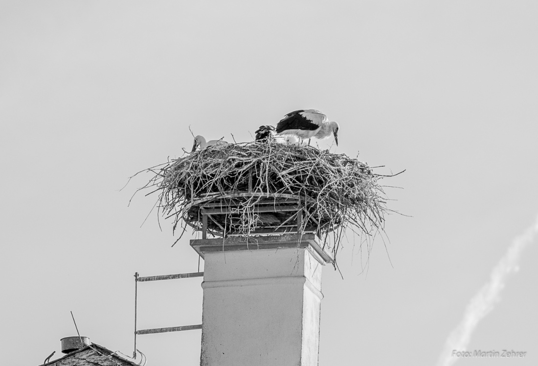 Foto: Martin Zehrer - Storchen-Nest in Kemnath auf dem ehemaligen Amtsgericht. 