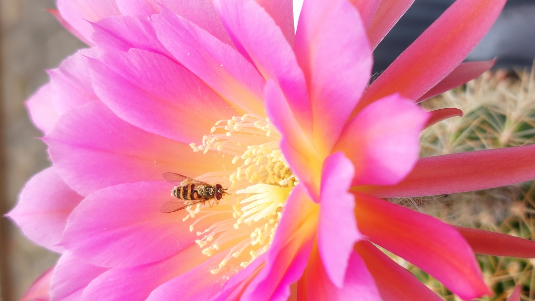 Foto: Martin Zehrer - Unser Kaktus blüht so wunderschön!!! Und der Duft...<br />
Auch die Insekten finden das wirklich anziehend. 