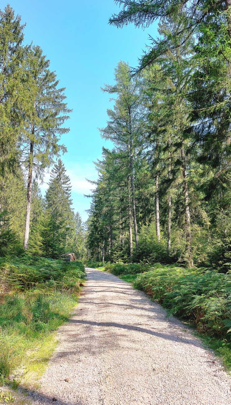 Foto: Martin Zehrer - Unterwegs im Neusorger Wald... :-) 