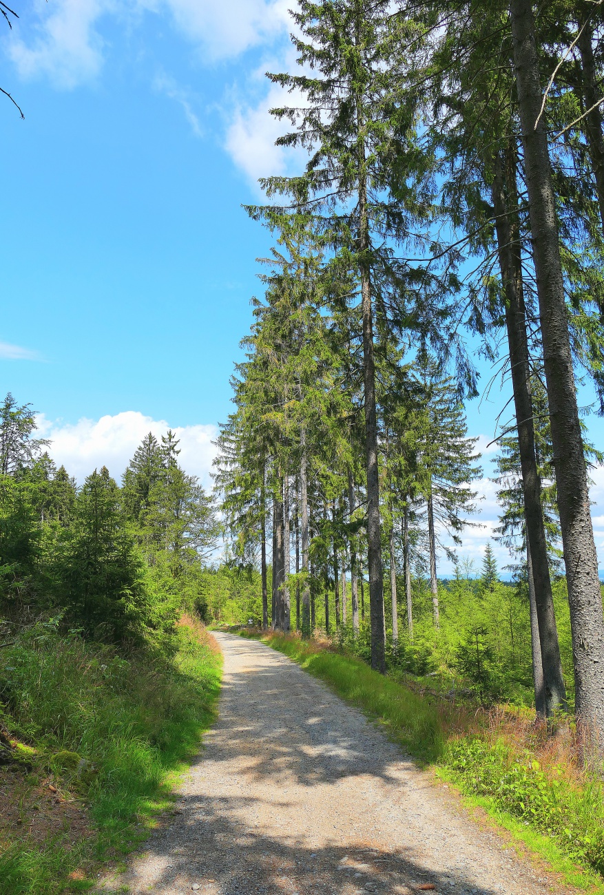 Foto: Martin Zehrer - Auf dem Weg zur Burgruine Weißenstein im Steinwald.  