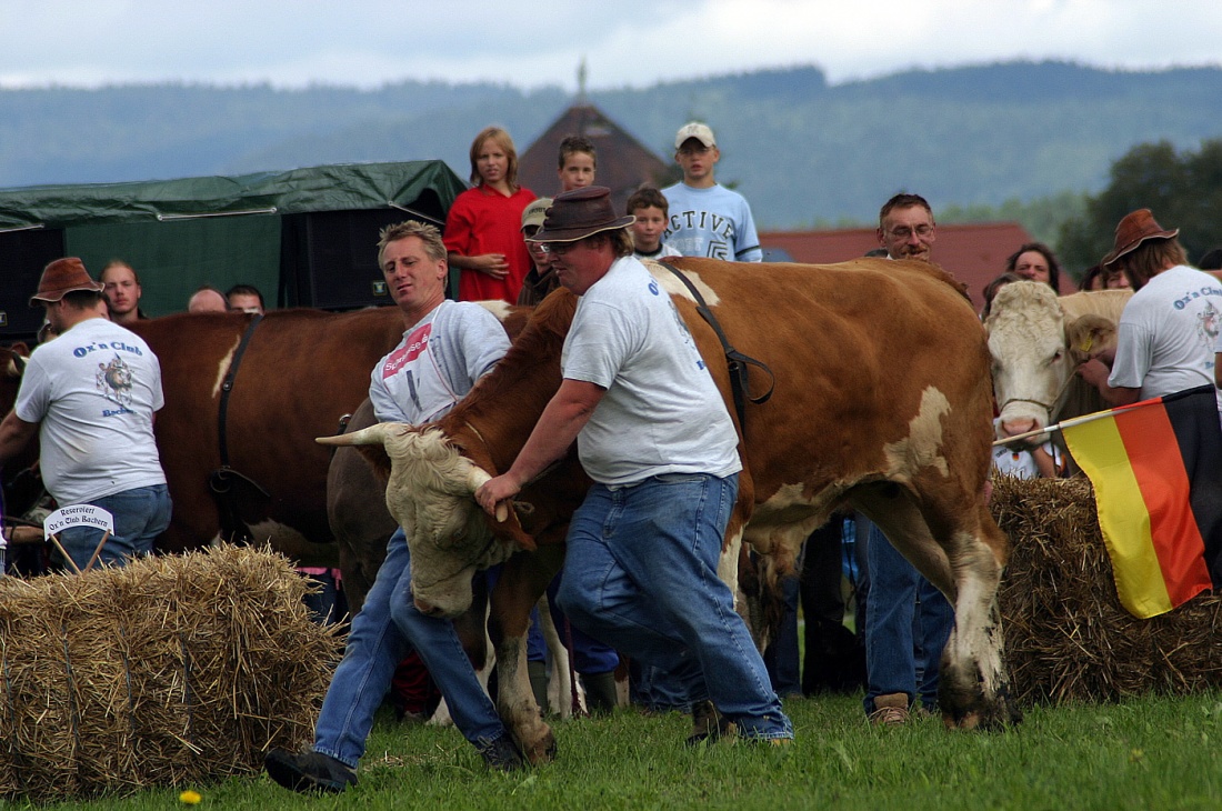 Foto: Thomas Zehrer - Wenn der Ox schon vor dem Startschuss durchgeht, dann muss man den in ein Gespräch verwickeln und wieder beruhigen ;-)<br />
<br />
Ochsenrennen 2006 in Selbitz 