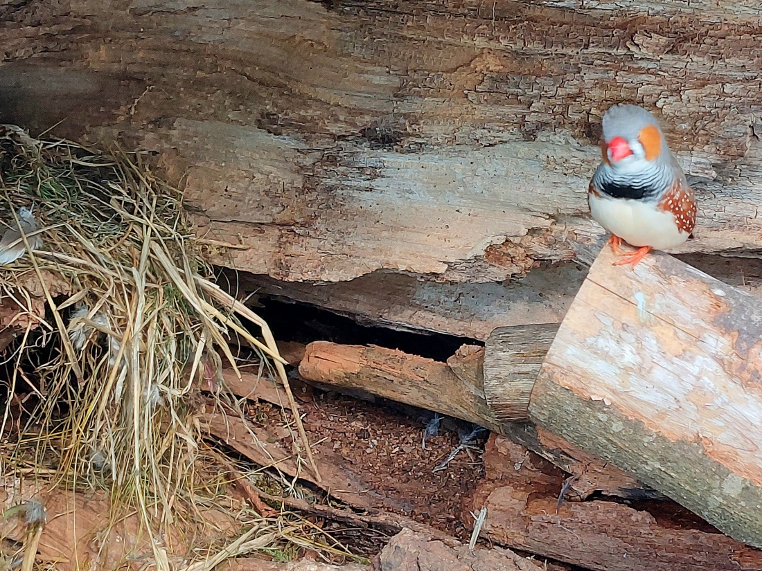 Foto: Martin Zehrer - Vögelchen bewacht sein Nest... gesehen im Zoo von Hof... 