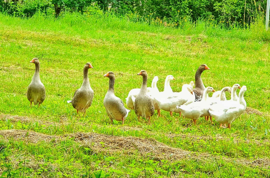 Foto: Jennifer Müller - So viele Gänse... Tolle Tiere gesehen beim Reiserbesen.  