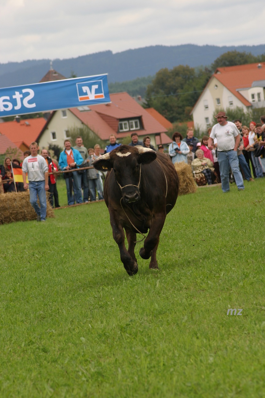 Foto: Thomas Zehrer - Manche Ochsen hatten ihren eigenen Kopf und machten sich einfach aus dem Staub...<br />
<br />
Ochsenrennen in Selbitz, 2006 