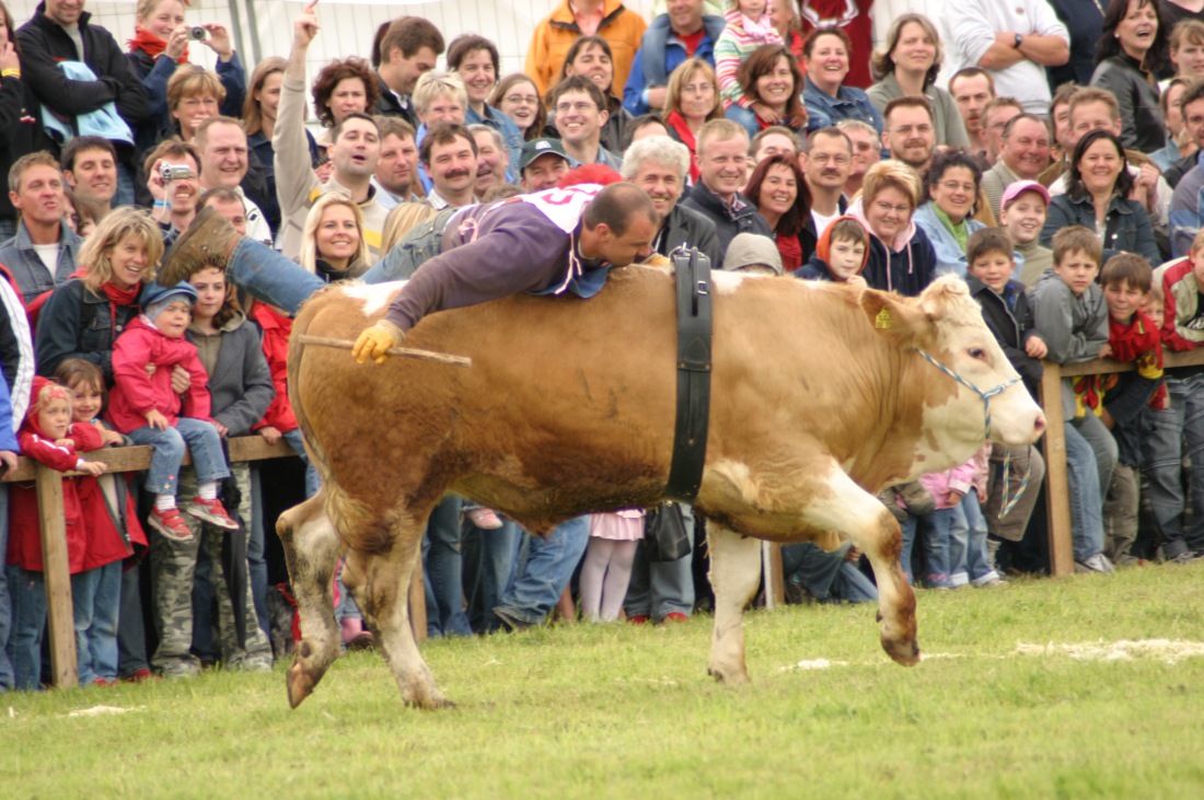 Foto: Martin Zehrer - Ochsenrennen in Oberdolling - So eine Gaudi - Katsche Yeeahhh ;-) 