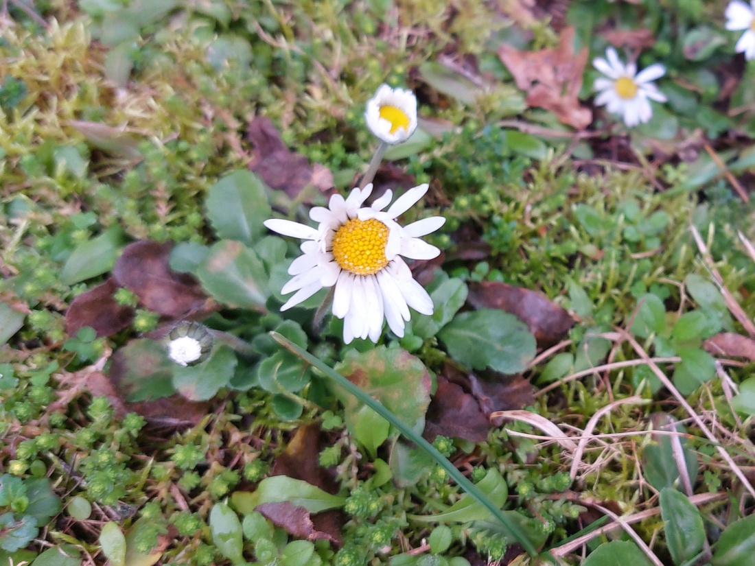 Foto: Martin Zehrer - Heute in Weiden... der Frühling schickt Gänseblümchen voraus!<br />
<br />
30. Januar 2025 