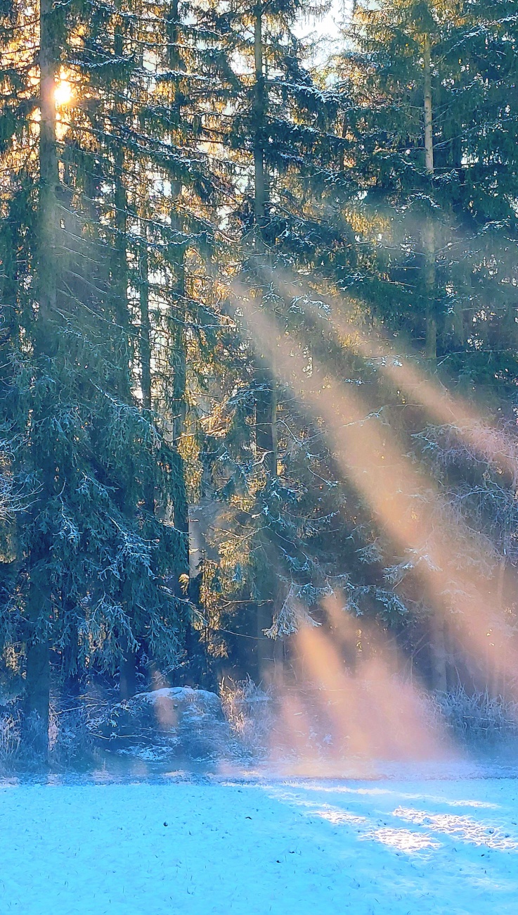 Foto: Martin Zehrer - Die Sonne szrahlte durch den Wald bei Hermannsreuth... 