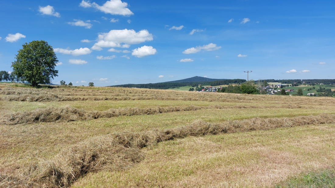 Foto: Martin Zehrer - Heu trocknet auf einer Wiese bei Hermannsreuth. <br />
Kannst Du es riechen?<br />
<br />
Ca. 30 Grad Hitze... 