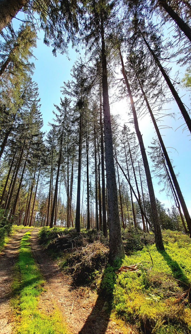 Foto: Martin Zehrer - Unterwegs im Zissler-Wald bei herrlichem Frühlingswetter.<br />
<br />
Bis zu 27 Grad zeigte heute das Thermometer im Schatten. 