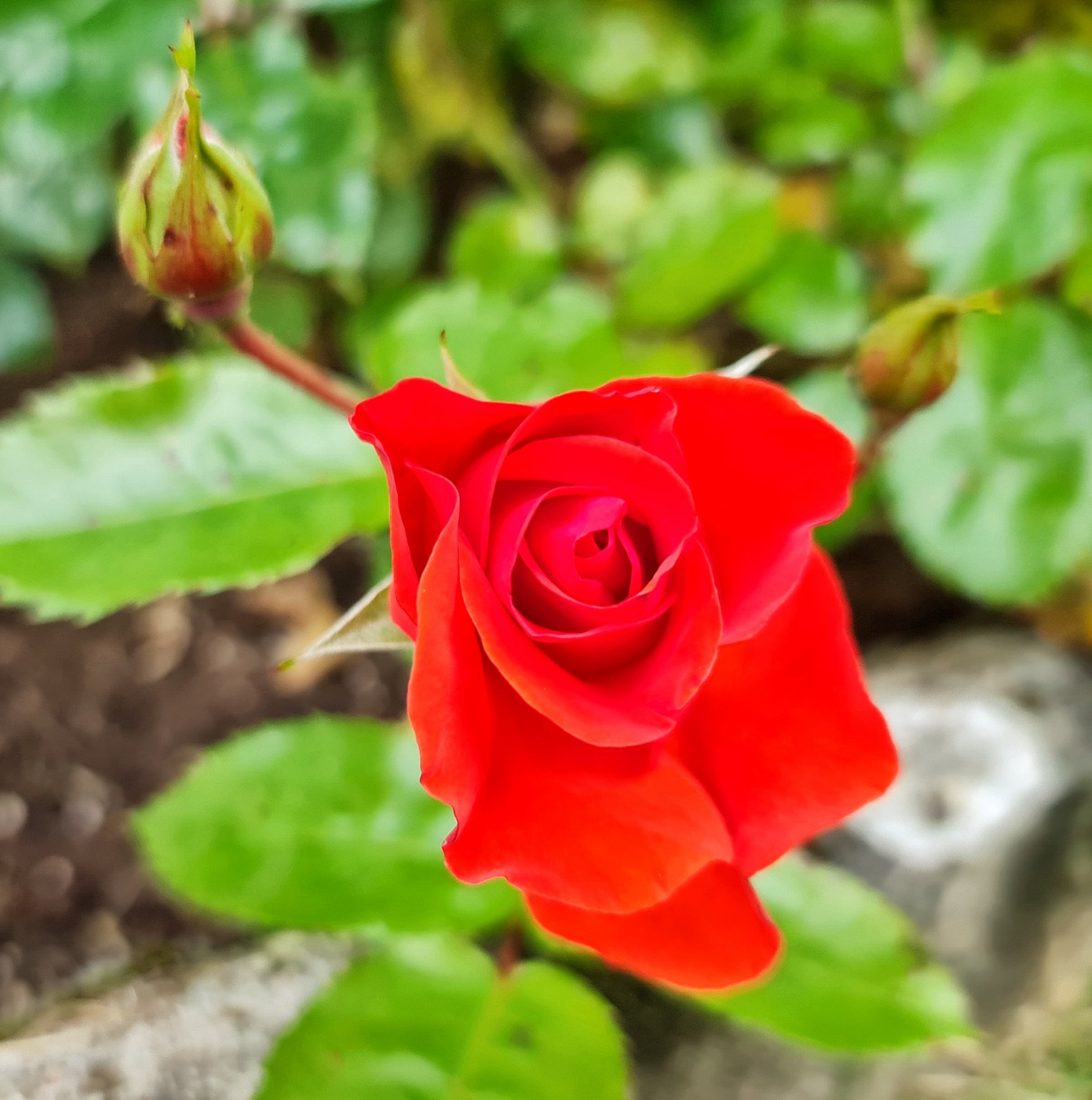 Foto: Jennifer Müller - Es blüht in voller Pracht in Neusorgs Garten. Einfach herrlich anzuschaun! 