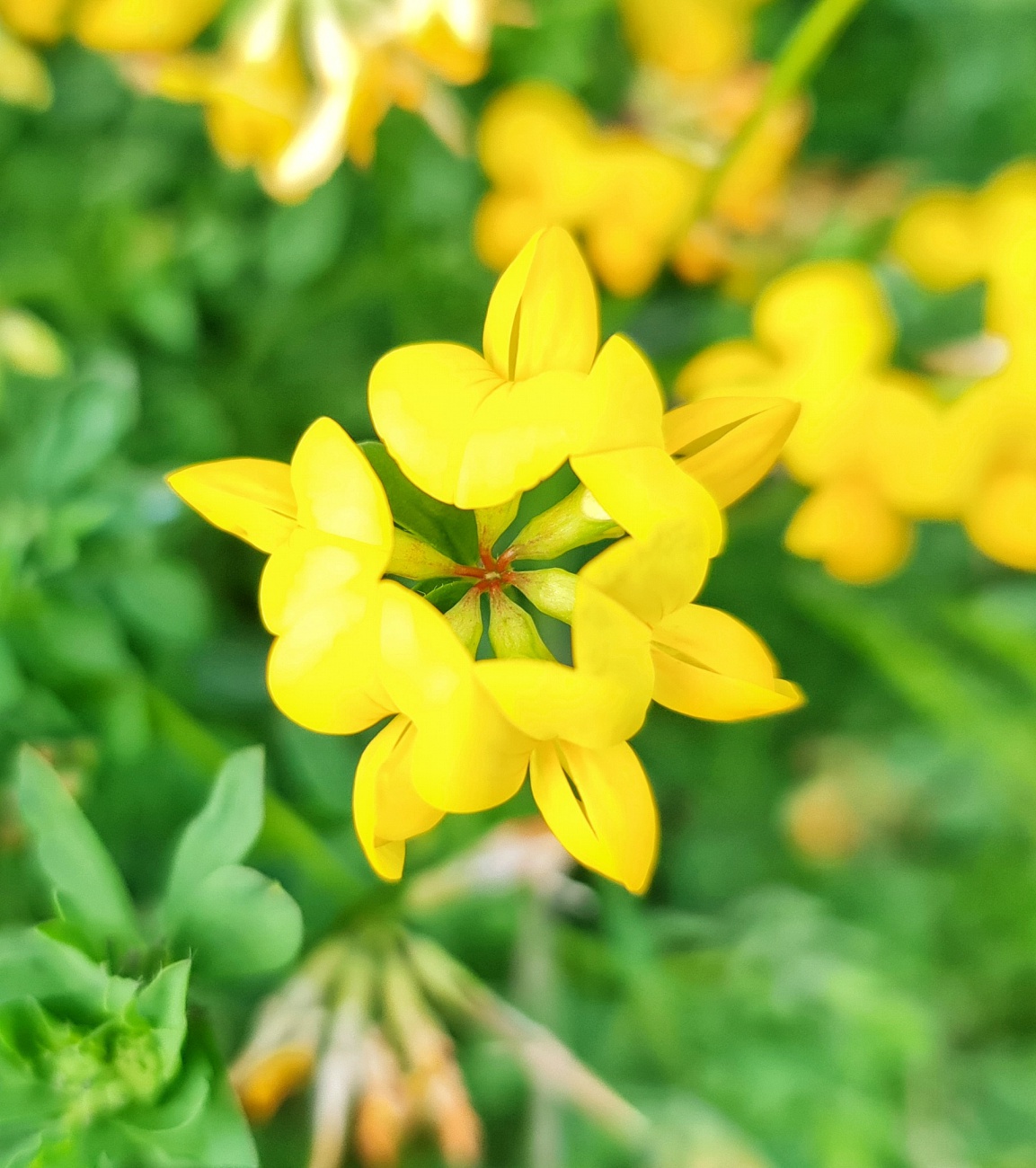 Foto: Jennifer Müller - Es blüht in voller Pracht in Neusorgs Garten. Einfach herrlich anzuschaun! 