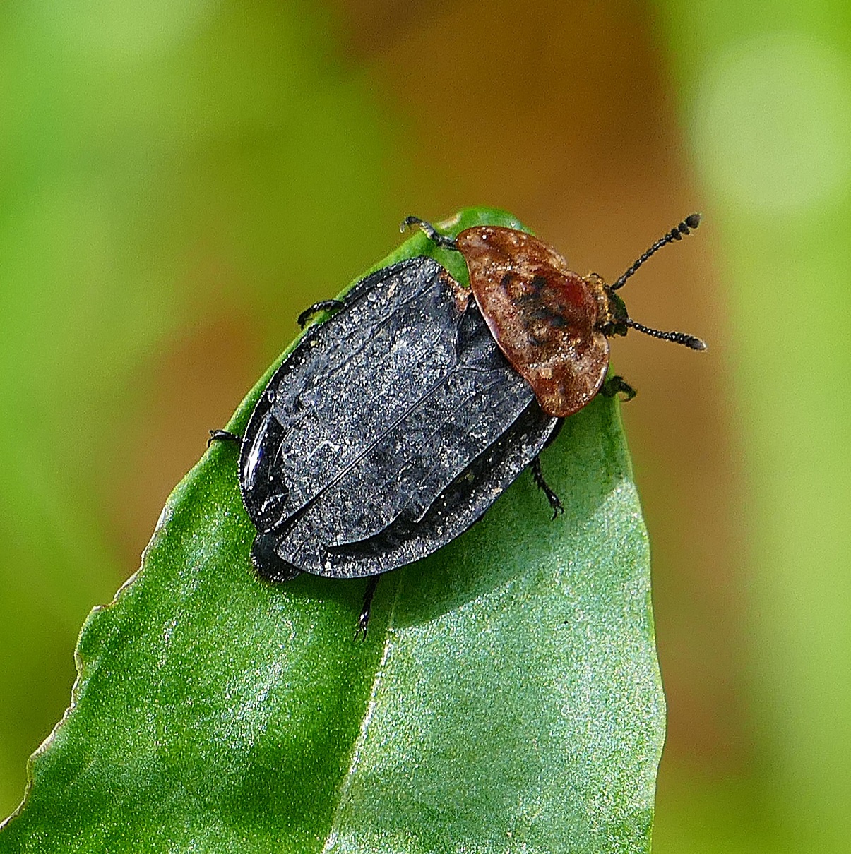 Foto: Martin Zehrer - Vielfältige und reichhaltige Insektenwelt am Fichtelsee... 