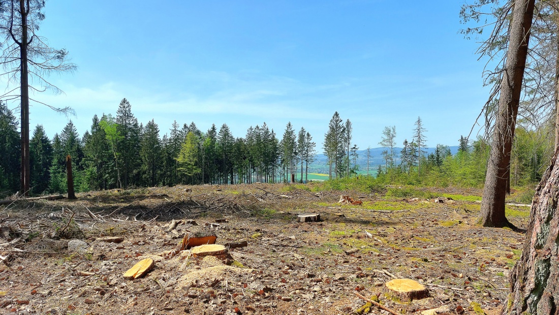 Foto: Martin Zehrer - Zahlreich Bäume mussten im Zissler-Wald zwischen Godas und Zwergau wegen Borkenkäfer-Befall gefällt werden. 