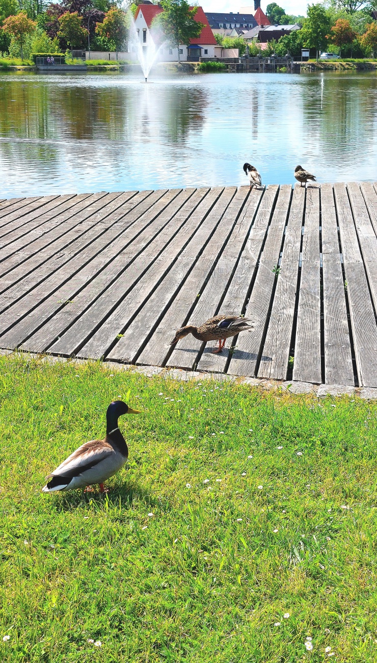 Foto: Martin Zehrer - Enten-Treff am Kemnather Stadtweiher.  