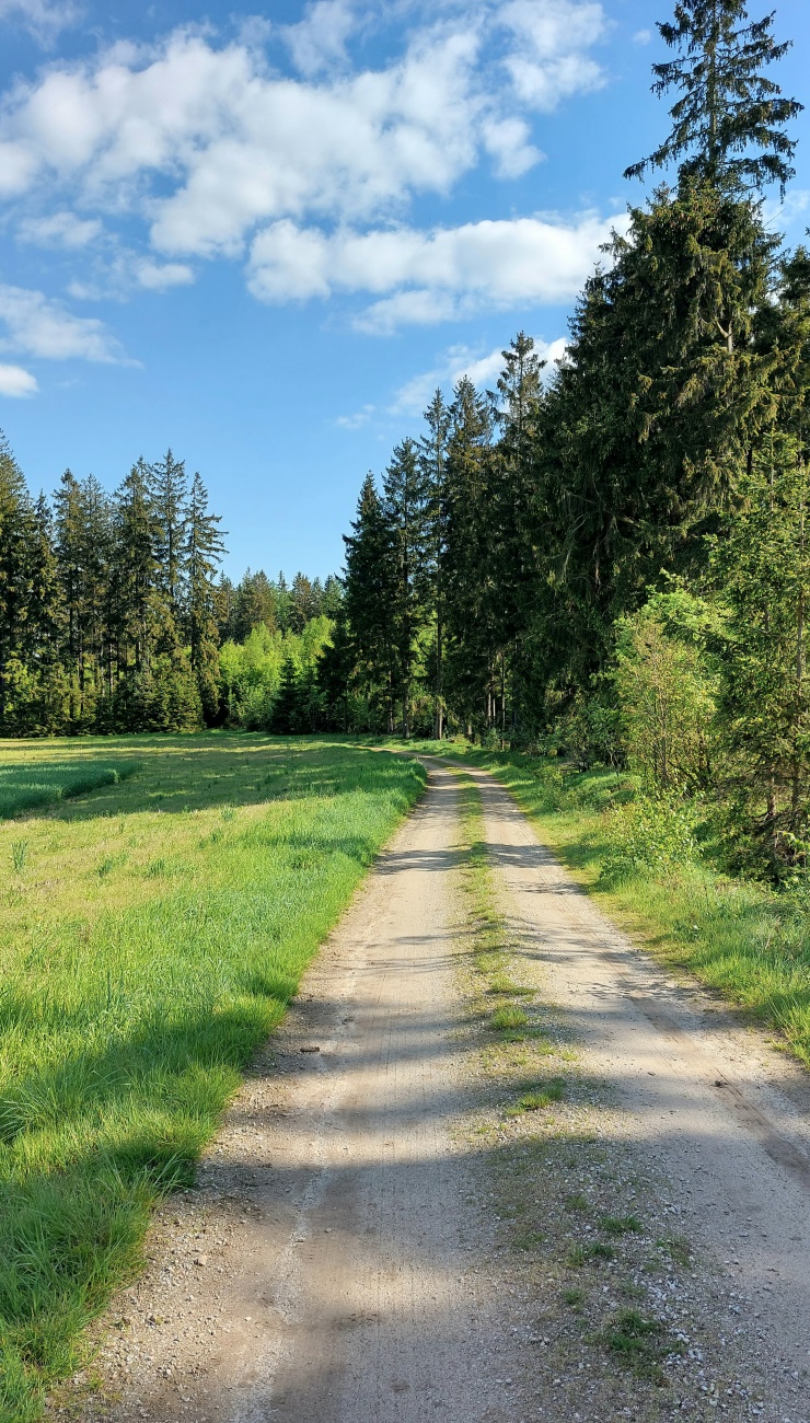 Foto: Martin Zehrer - Am Zissler-Wald entlang... 