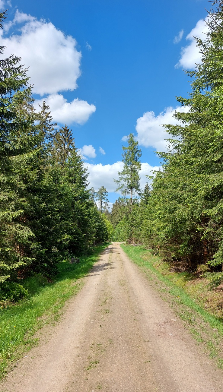 Foto: Martin Zehrer - Ein wunderschöner Spaziergang durch den Neusorger Wald... 