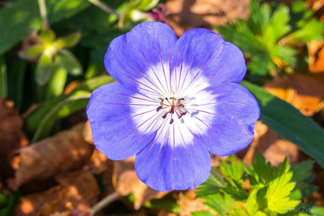 Foto: Martin Zehrer - eine wunderschöne Blume an einem wunderschönen Herbsttag entdeckt... 