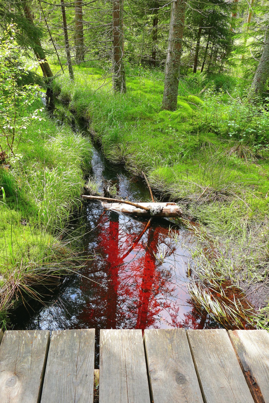 Foto: Martin Zehrer - Rot wie Blut, Wasser im Moor am Fichtelsee... 