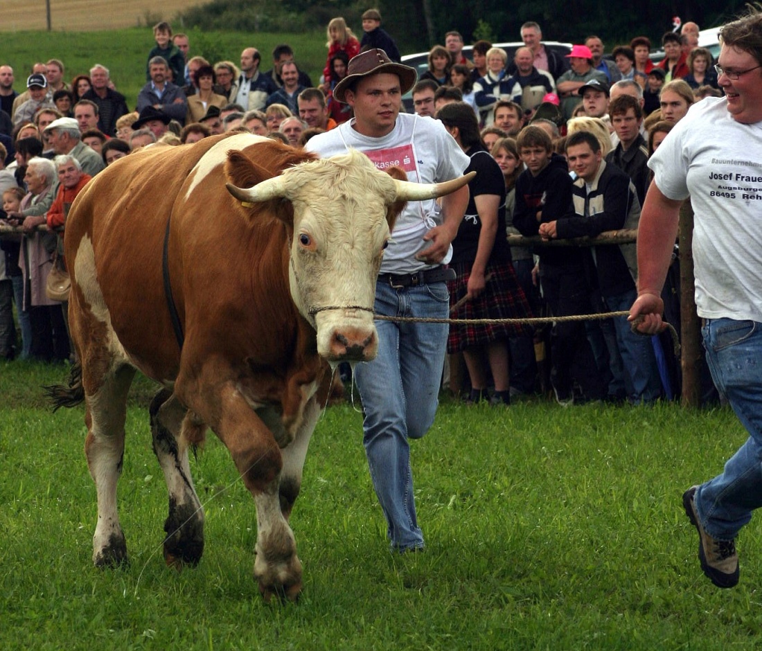 Foto: Thomas Zehrer - Ochsenrennen in Selbitz im Jahre 2006... die ersten Ochsen werden von ihren Reitern durchs Feld geführt und dabei den Zuschauern vorgestellt.<br />
 