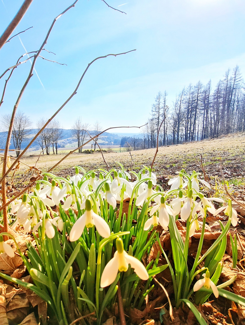 Foto: Jennifer Müller - Am Mesnerhaus ist der Frühling eingezogen! 