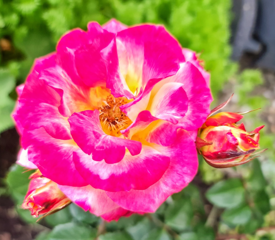 Foto: Jennifer Müller - Es blüht in voller Pracht in Neusorgs Garten. Einfach herrlich anzuschaun! 