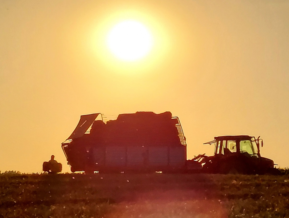 Foto: Martin Zehrer - Strohbüschel verladen im Sonnenuntergang... 