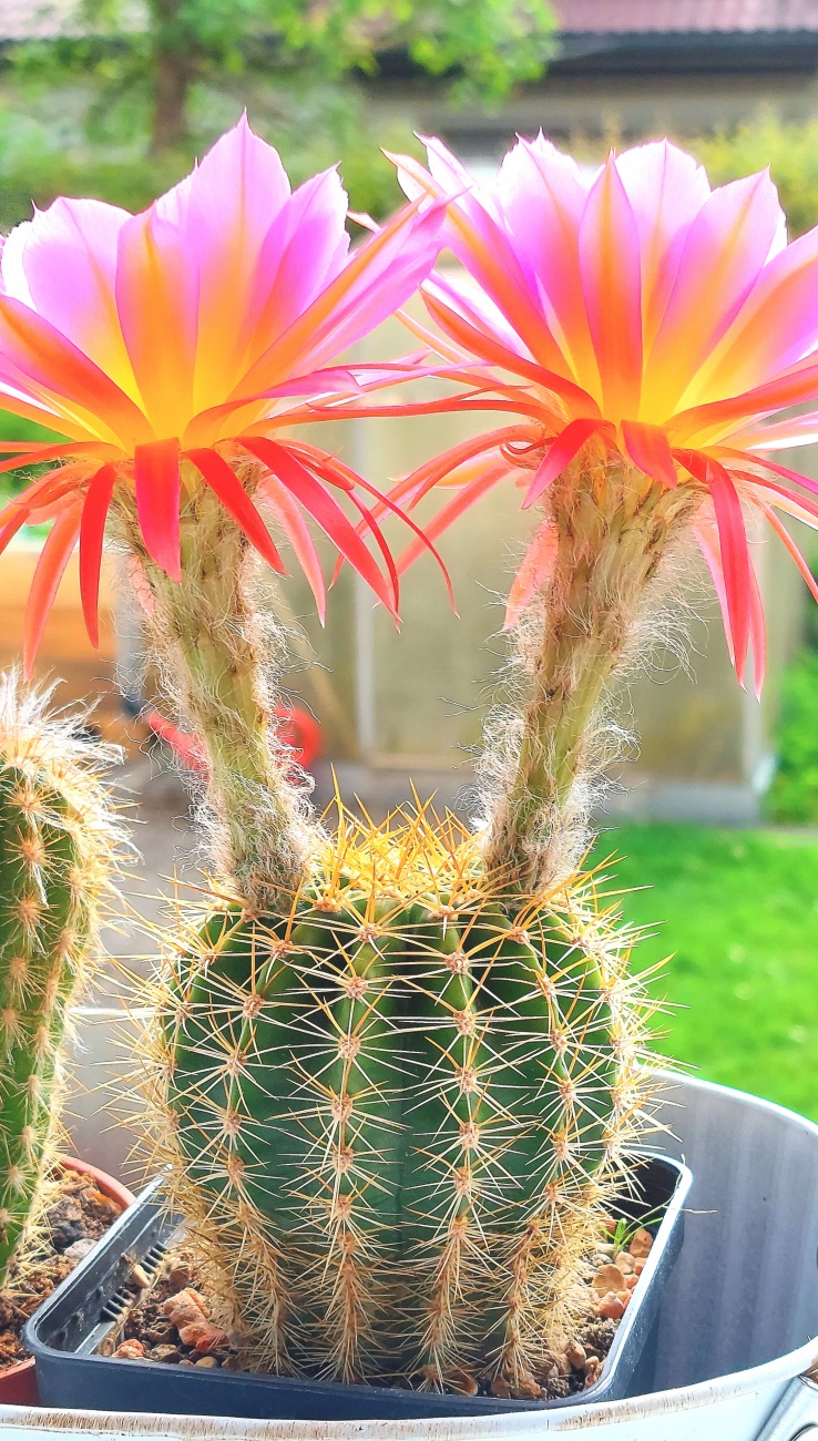 Foto: Martin Zehrer - Unser Kaktus blüht so wunderschön!!!<br />
<br />
Der Kaktus auf dem Bild scheint eine Art der Gattung Echinopsis zu sein, die für ihre großen, bunten und duftenden Blüten bekannt  