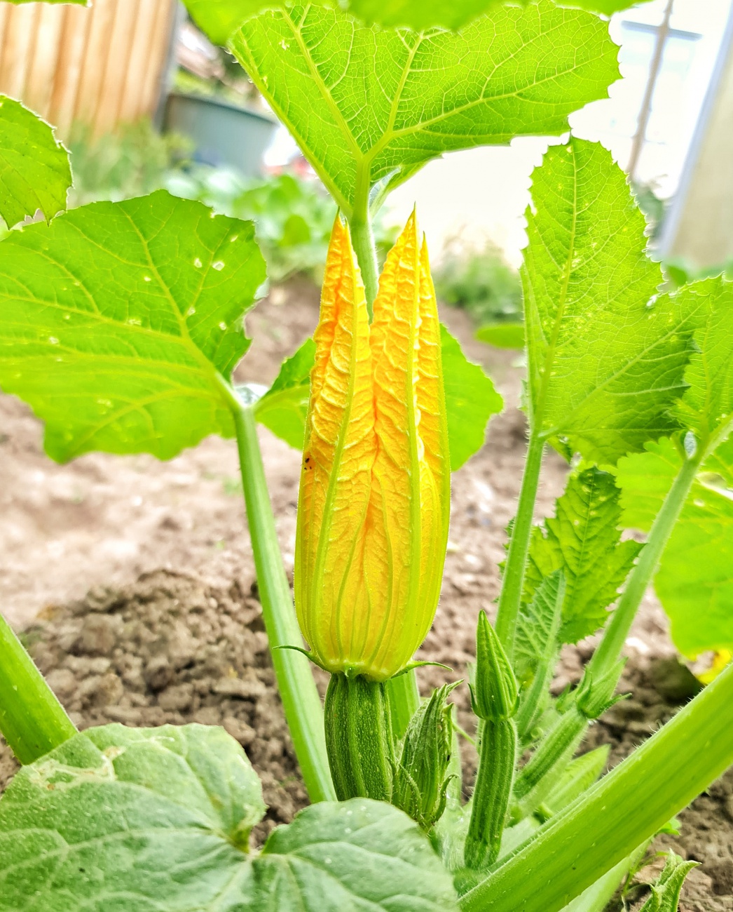 Foto: Jennifer Müller - Es blüht in voller Pracht in Neusorgs Garten. Einfach herrlich anzuschaun! 