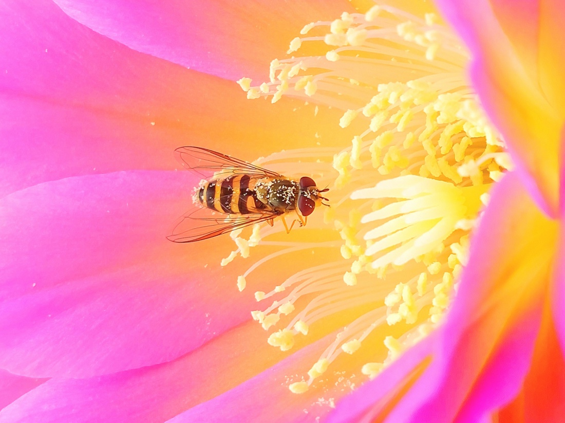 Foto: Martin Zehrer - Ein Wunder... Seit heute blüht unser Kaktus so wunderschön! <br />
Insekten besuchen diese bunten und verlockend riechenden Blüten in Scharen. 