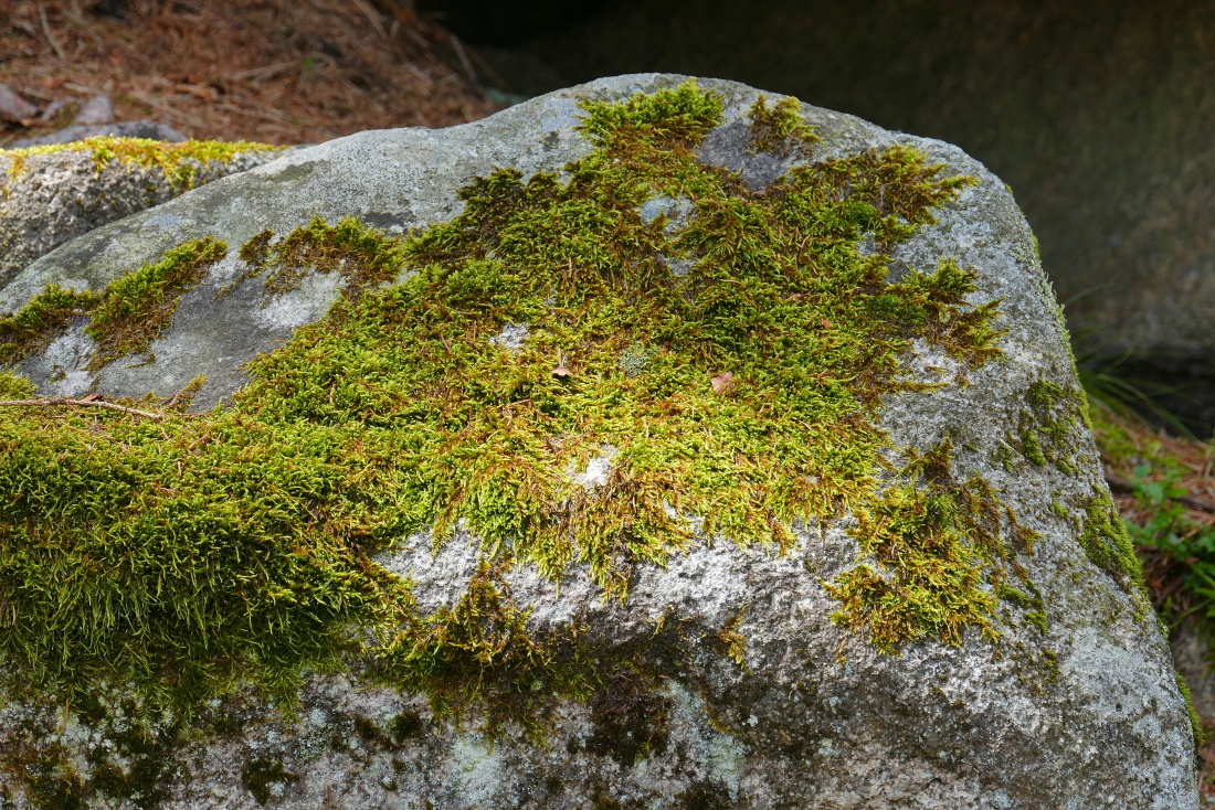 Foto: Martin Zehrer - Unterwegs im Steinwald auf dem Weg zur Burgruine Weißenstein... 