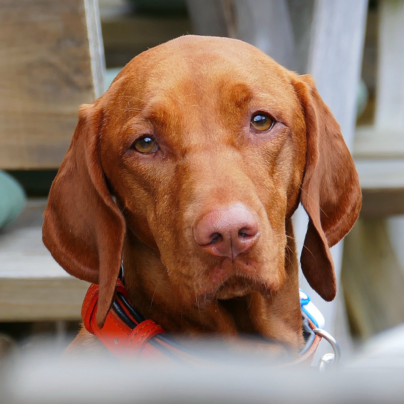 Foto: Martin Zehrer - Netter Hund - Getroffen am Fichtelsee... &#128578; 