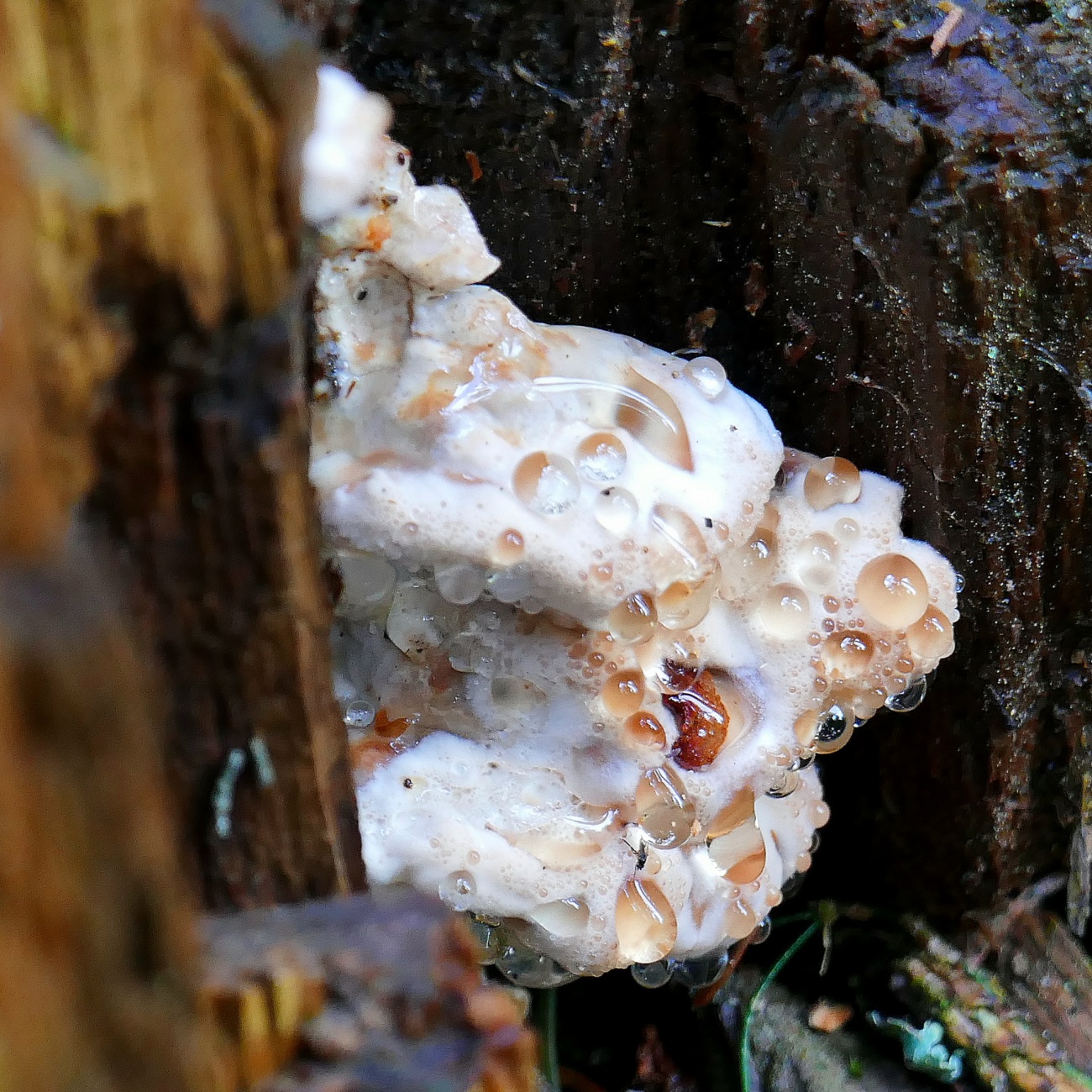 Foto: Martin Zehrer - Abgestorbenes Holz - Interessante Pilz-Erscheinungen an einem Baustumpf.  