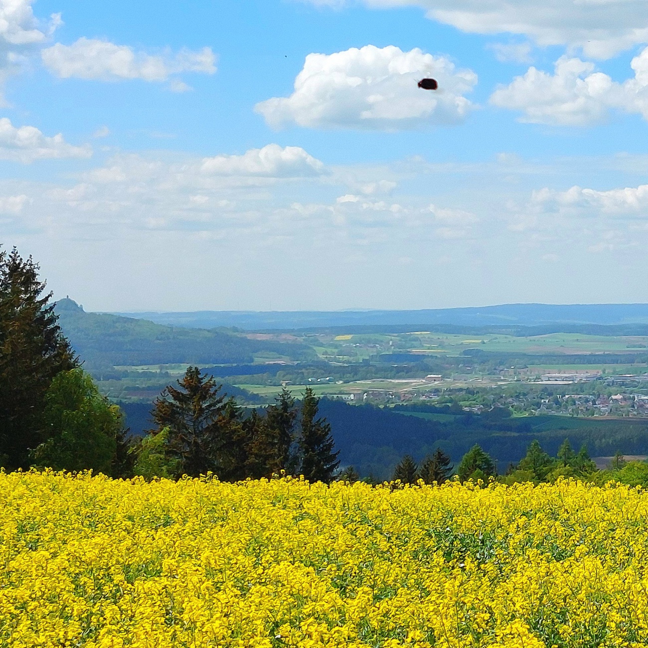 Foto: Martin Zehrer - Wandern am Armesberg mit Blick übers Kemnather Land,  bis hintern Rauhen Kulm.<br />
<br />
Auch eine dicke, fleißige Hummel summte durchs Bild... &#128578; 