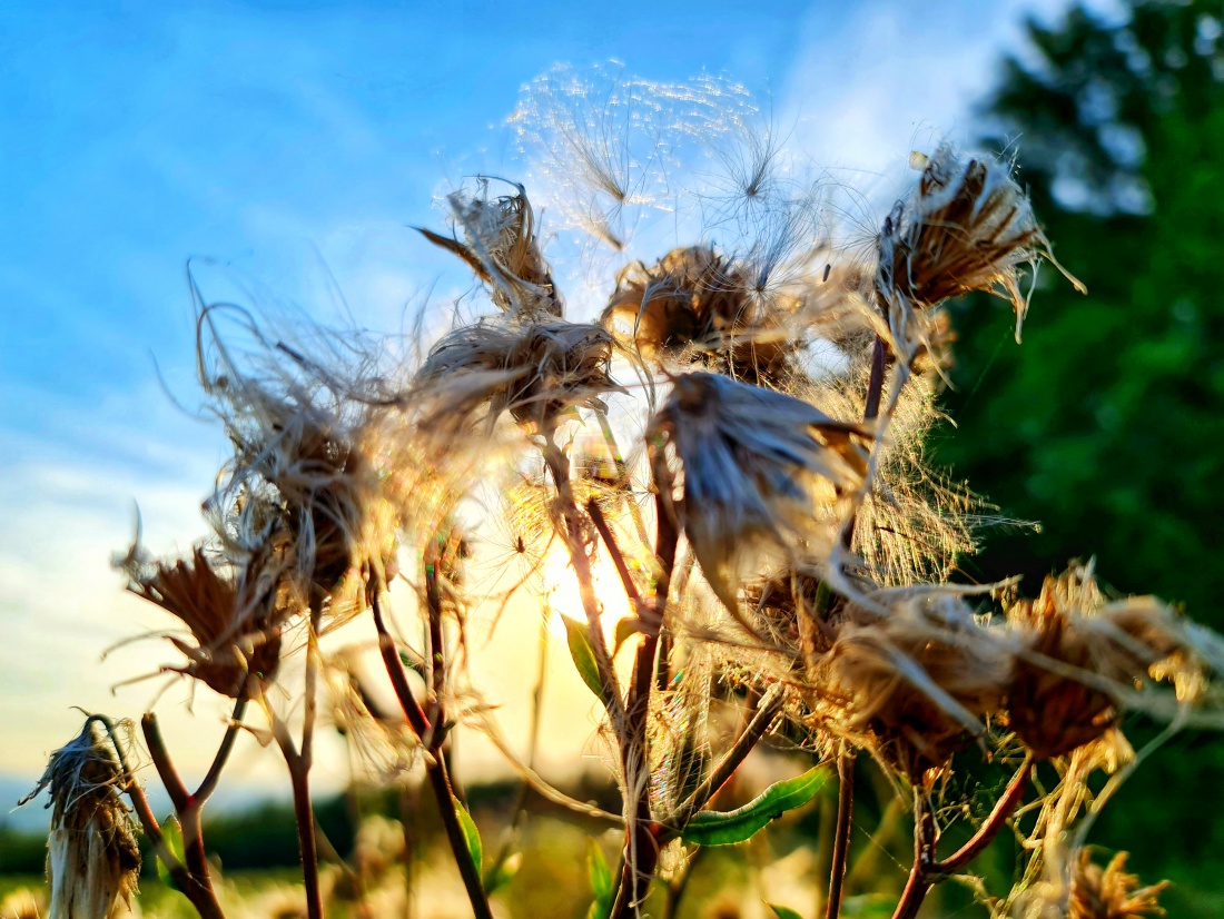 Foto: Jennifer Müller - Auf dem Bild ist eine **Gemeine Kratzdistel** (*Cirsium vulgare*) zu sehen, deren flauschige Samenstände im sanften Abendlicht erstrahlen. Die Sonnenstrahlen dringen durc 