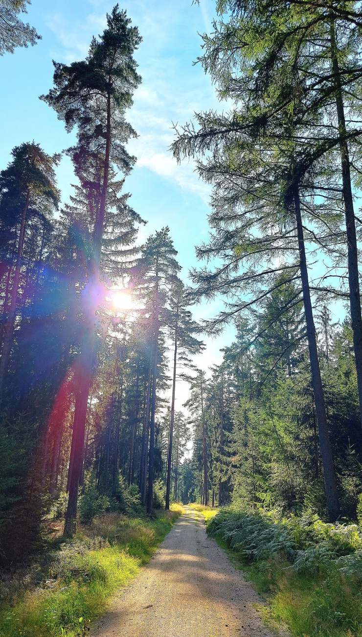 Foto: Martin Zehrer - Unterwegs im neusorger Wald  