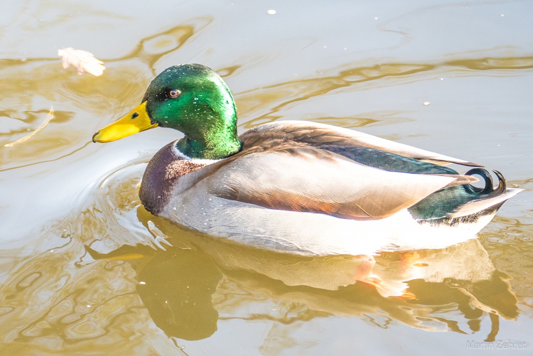 Foto: Martin Zehrer - Gesehen beim Herbst-Spaziergang...<br />
Eine Ente schwimmt im Bach bei Kemnath. 