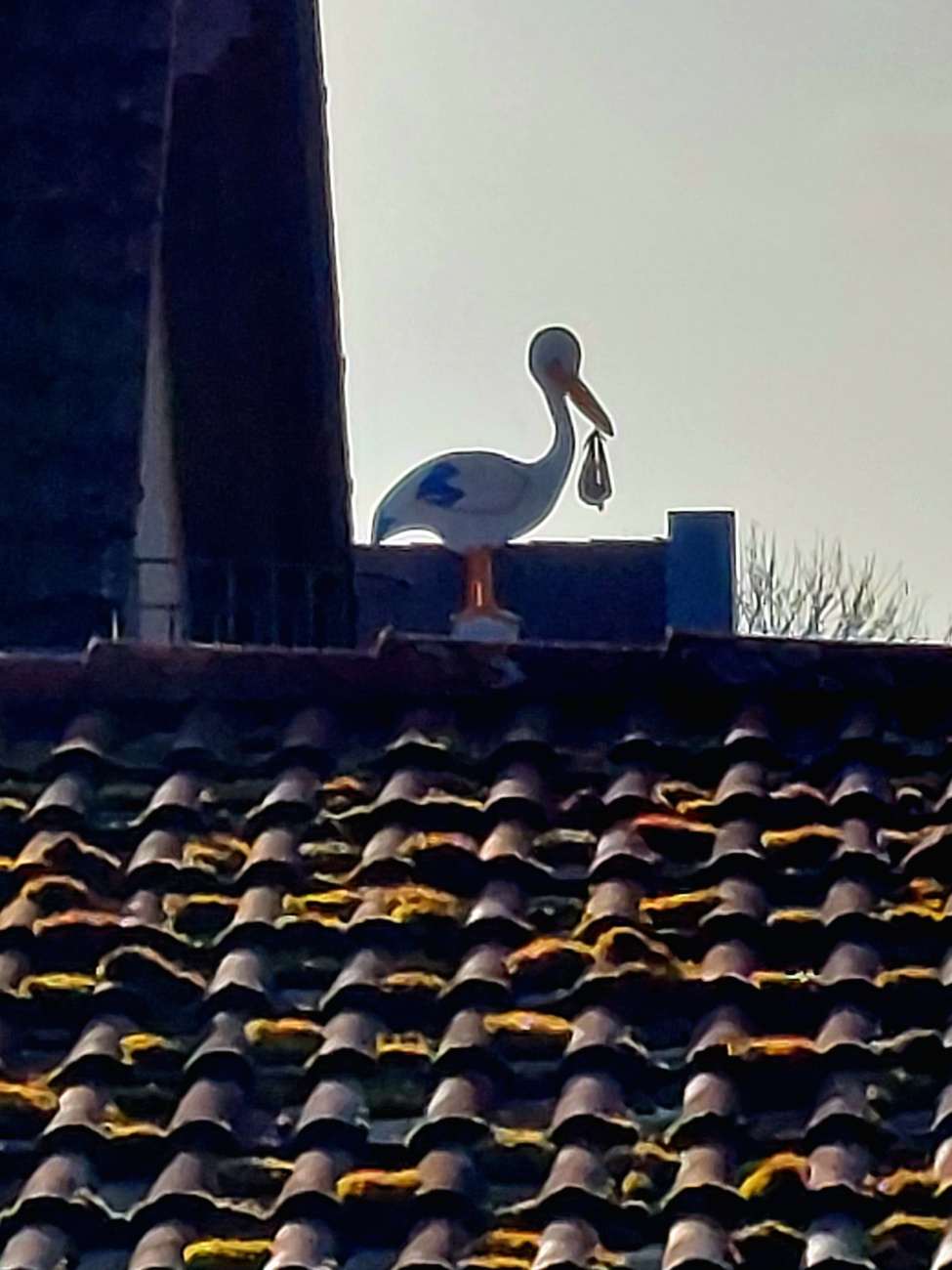 Foto: Martin Zehrer - Der Storch lauert in der Nachbarschaft... :-) 