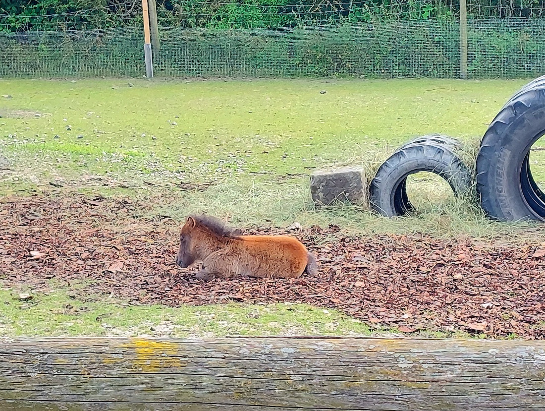 Foto: Martin Zehrer - Ein sehr, sehr winziges Pony haben wir da entdeckt... :-) 