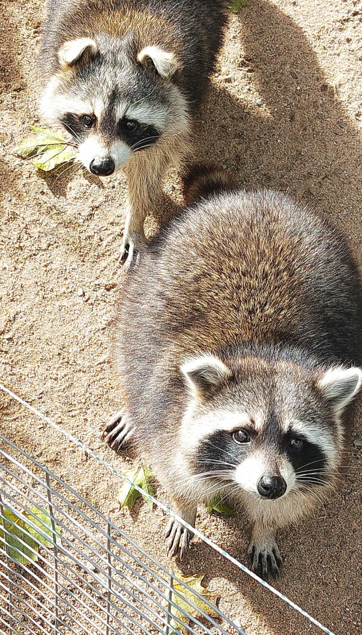 Foto: Martin Zehrer - Nette, lustige Waschbären im Zoo von Hof... 