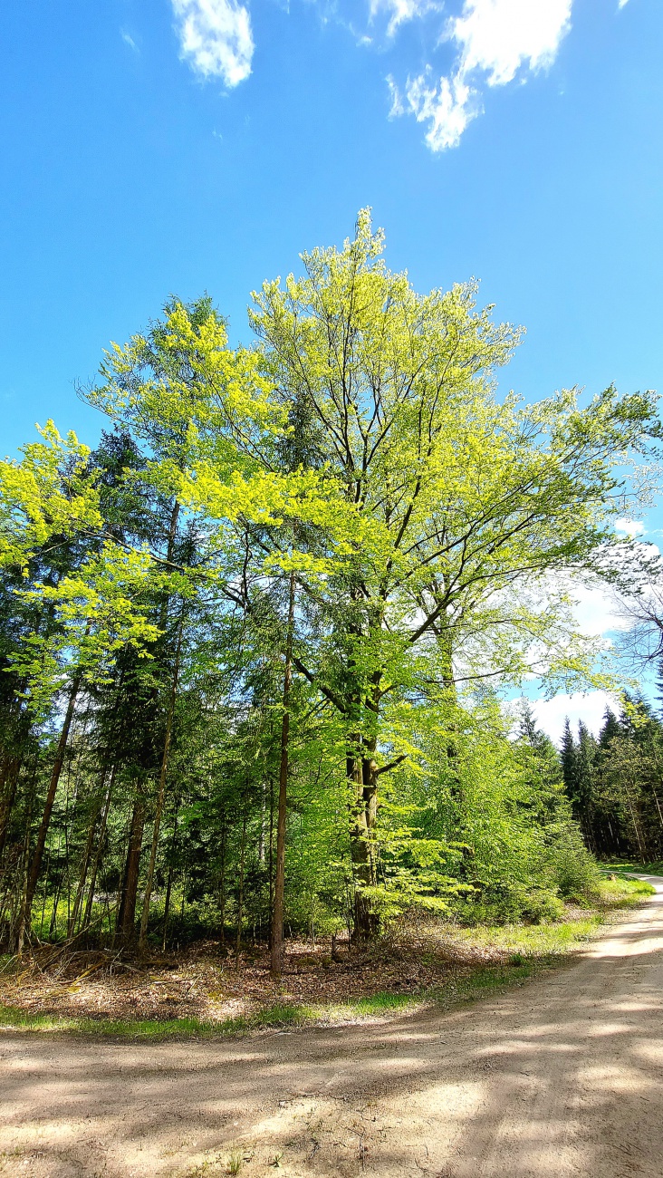 Foto: Martin Zehrer - Neusorger Wald - Bob Ross war hier! &#128515; 