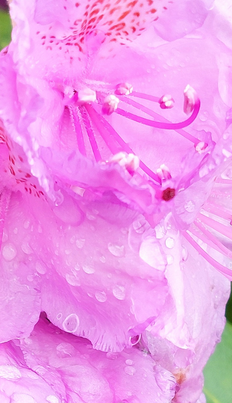 Foto: Martin Zehrer - Eine Rhododendron-Blüte... 