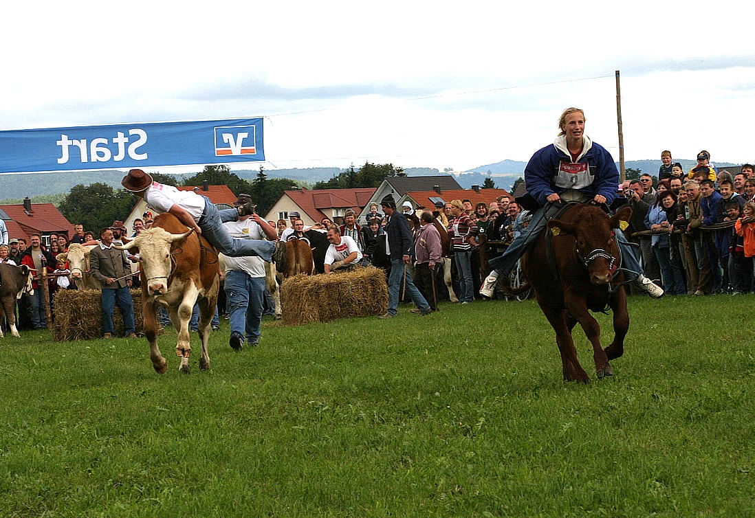 Foto: Thomas Zehrer - Ochsenrennen 2006...<br />
<br />
Es geht los, die ersten Rennläufe wurden auf der 100 Meter langen Bahn gestartet und die Reiter schießen mit ihren Rennochsen über die Bahn... 