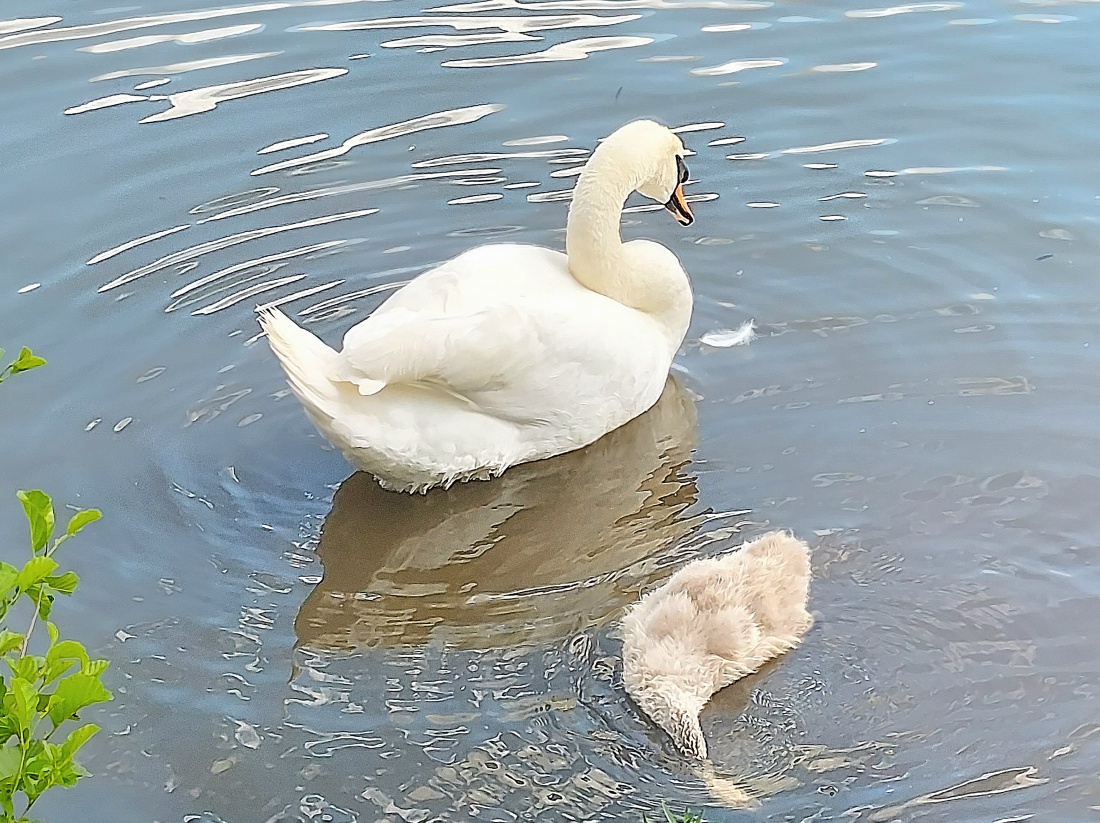 Foto: Martin Zehrer - Am Wöhrder See in Nürnberg kann man oft Schwäne beobachten, die majestätisch über das Wasser gleiten. Auf dem Bild sieht man einen erwachsenen Schwan zusammen mit seinem  