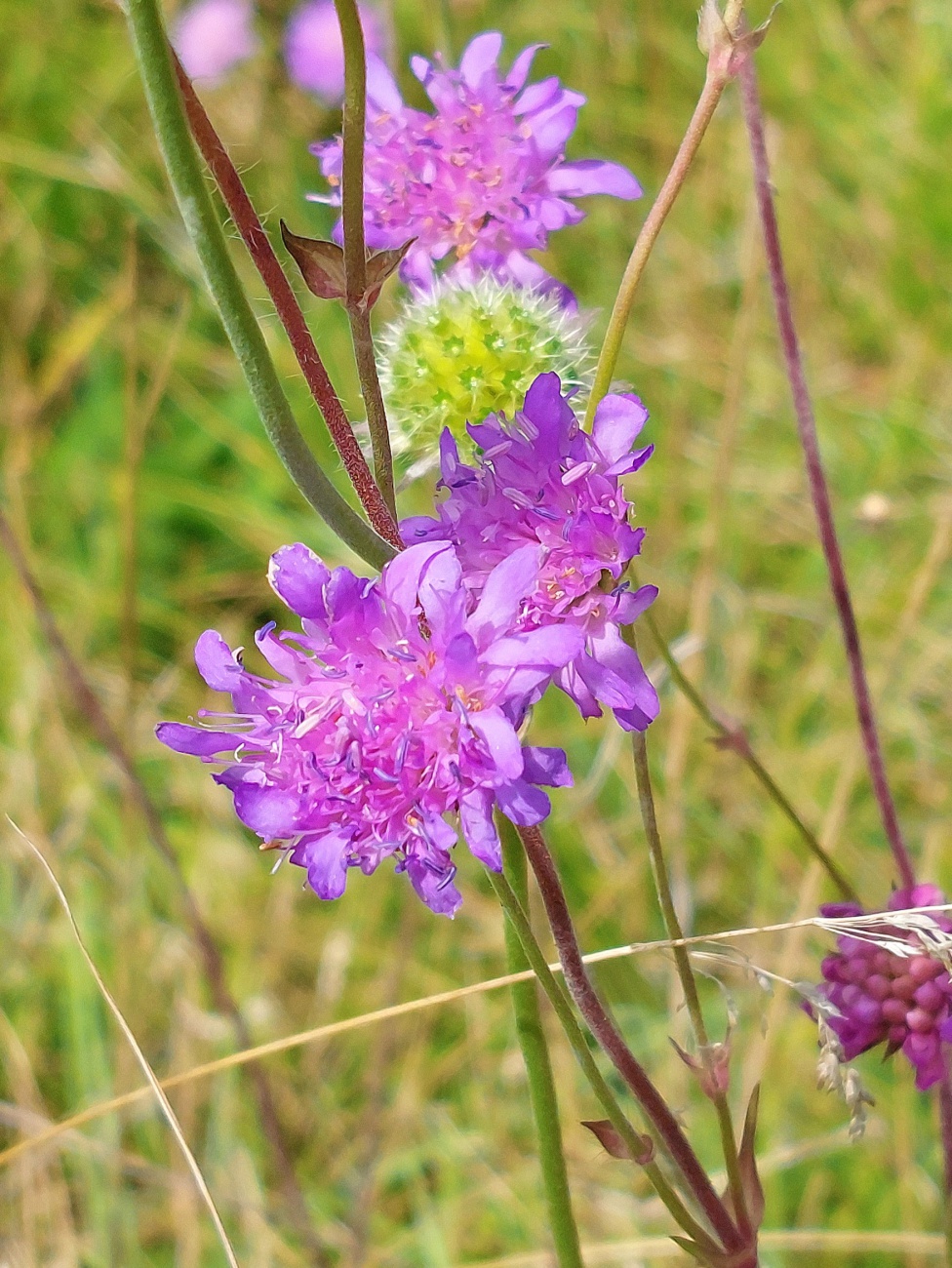 Foto: Martin Zehrer - Wächste am Hang des Schlossbergs...<br />
<br />
Die Blume auf dem Bild scheint eine *Wiesen-Witwenblume* (Knautia arvensis) zu sein. Diese Wildblume ist für ihre lavendel- bis ros 