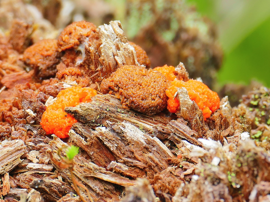 Foto: Martin Zehrer - Wunderbare Natur... Orange Pilze auf einem Baumstumpf am Fichtelsee... 