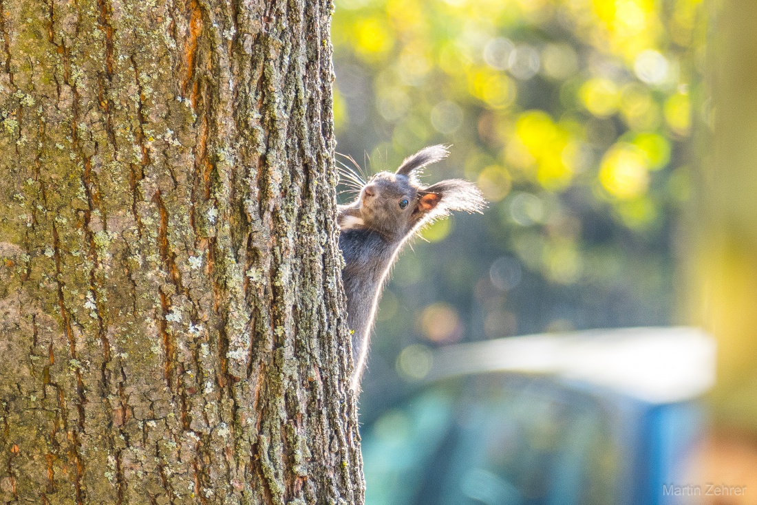 Foto: Martin Zehrer - Ich kann Dich sehen! :-)<br />
<br />
Ein Eichhörnchen, heute beim Herbstspaziergang in Kemnath entdeckt. <br />
Es hielt einige Sekunden inne und beobachtete uns interessiert. Anschlie 