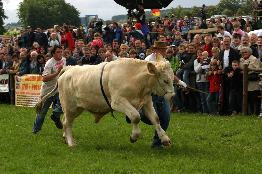 Foto: Thomas Zehrer - Ochsenrennen in Selbitz 2006<br />
<br />
Manche Teams ließen es schon in der Vorstellungsrunde krachen... Wenn einer schiebt und einer zieht dann hat der ochs das gar nicht lieb ; 