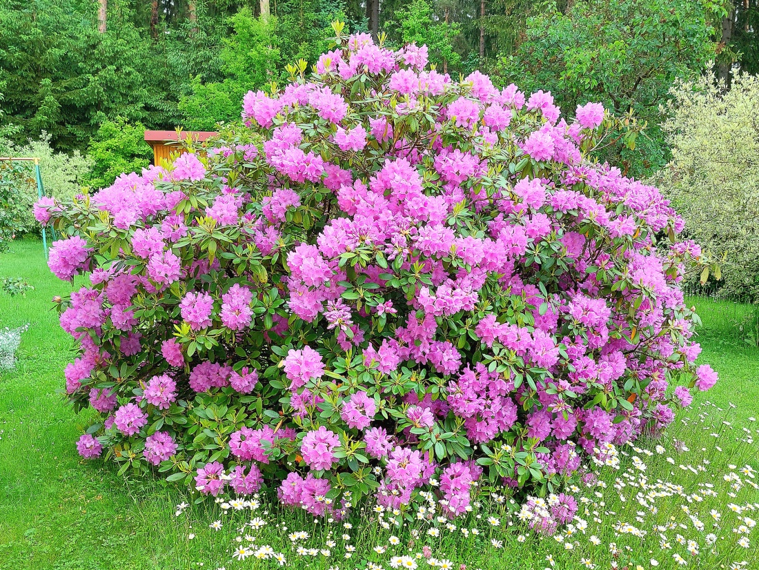 Foto: Martin Zehrer - Ein wunderschöner Rhododendron in Würstls Garten. Die Hummeln lieben dieses Gewächs.<br />
<br />
... Der Rhododendron ist eine immergrüne Pflanze, die hauptsächlich in Asien, Nord 