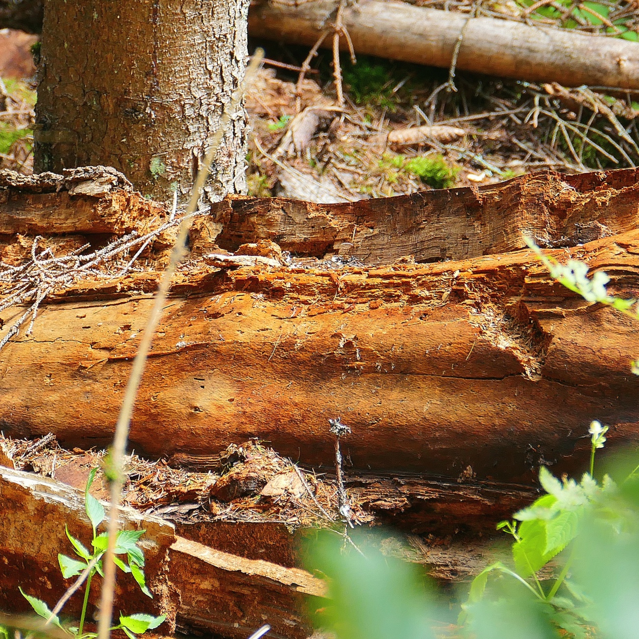 Foto: Martin Zehrer - Ein alter Baum zerfällt im Steinwald... 