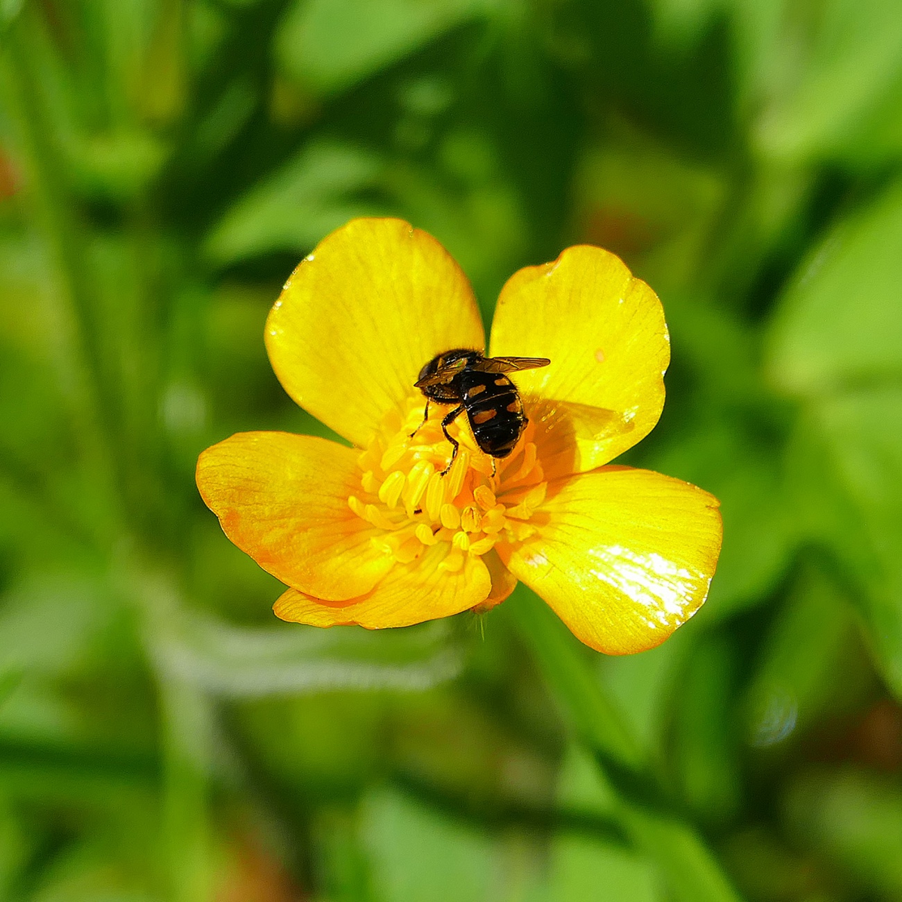 Foto: Martin Zehrer - Insekten belagern die Blumen am Fichtelsee... 